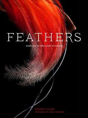cover image of Feathers